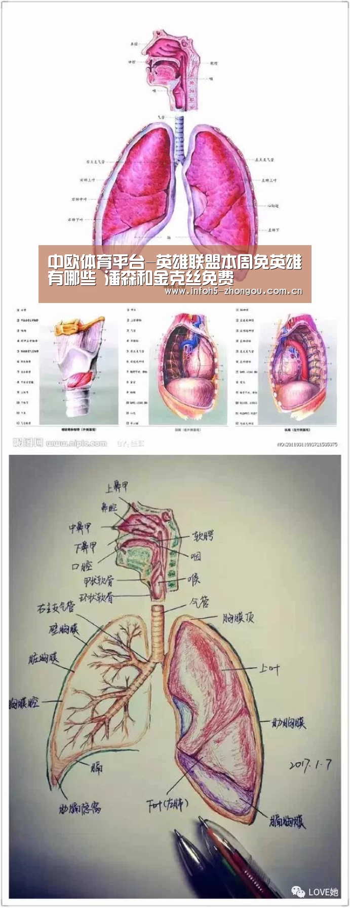 中欧体育平台-英雄联盟本周免英雄有哪些 潘森和金克丝免费(图3) 中欧体育官网